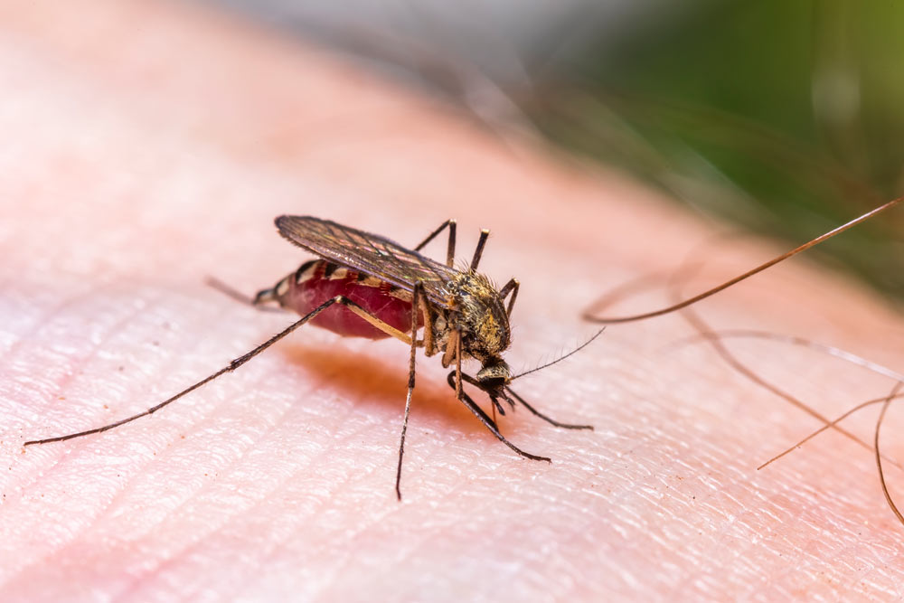 Malaria